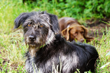 Hundebetreuung Friedrichshain 1